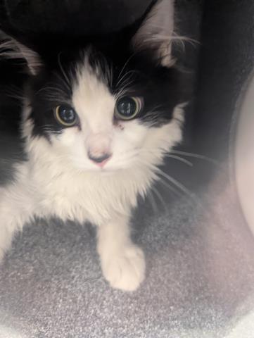  - Unknown - Domestic MH