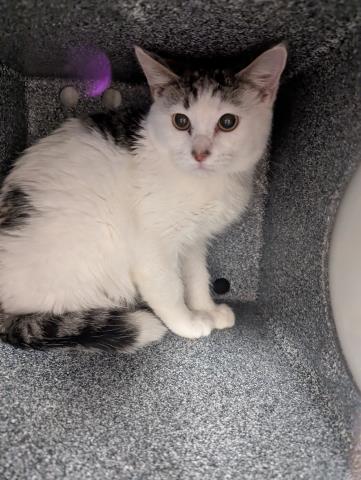  - Unknown - Domestic MH