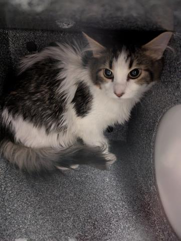  - Unknown - Domestic MH