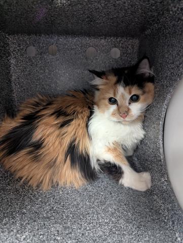  - Unknown - Domestic MH