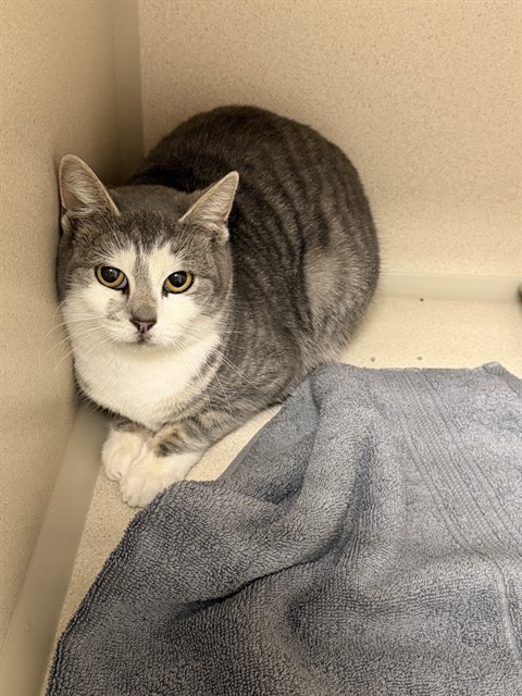  - Unknown - Domestic SH