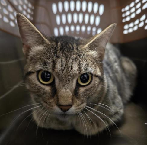  - Female - Domestic SH