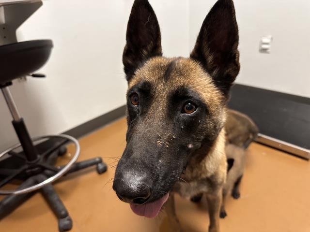  - Female - Belgian Malinois-Mix