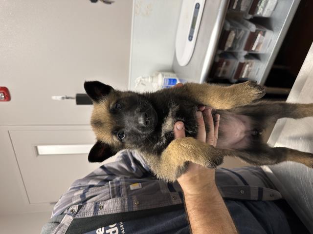  - Female - Belgian Malinois-Mix