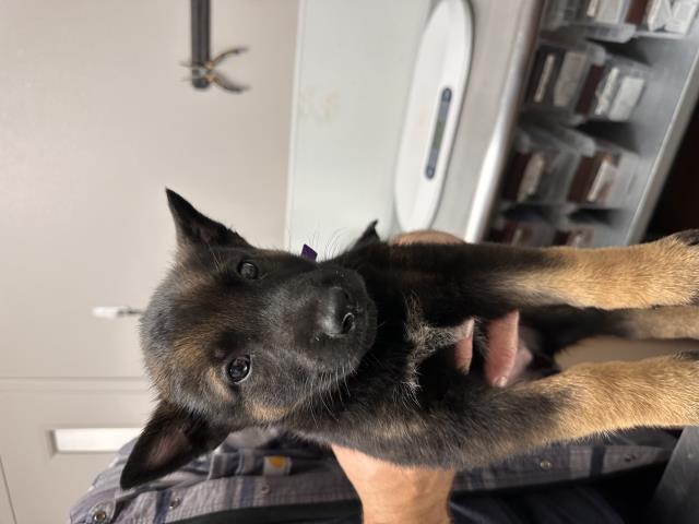  - Male - Belgian Malinois-Mix