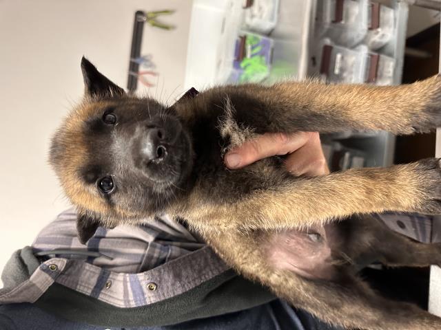  - Male - Belgian Malinois-Mix