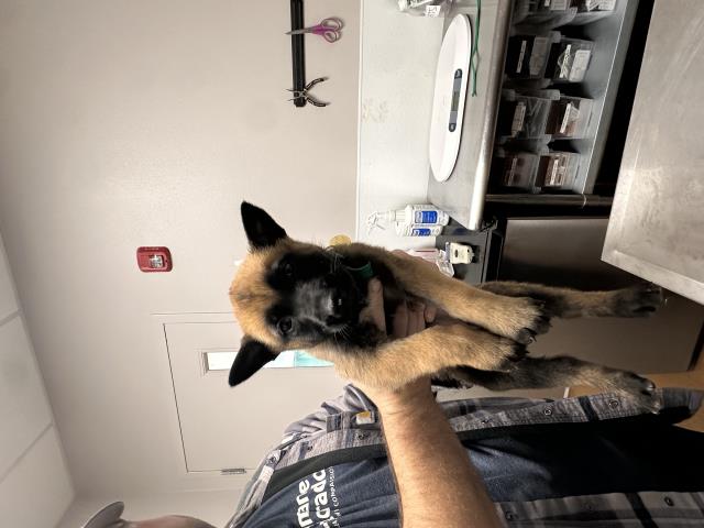  - Female - Belgian Malinois-Mix