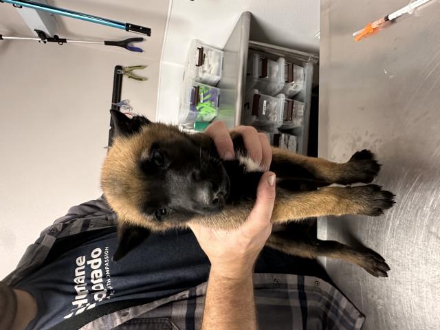  - Female - Belgian Malinois-Mix
