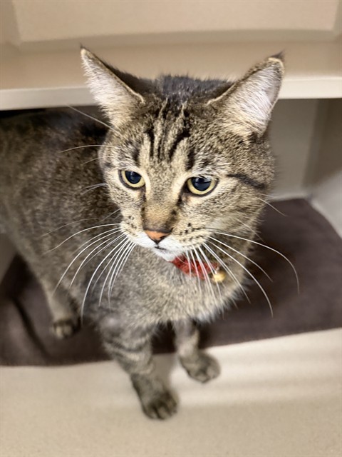  - Female - Domestic SH