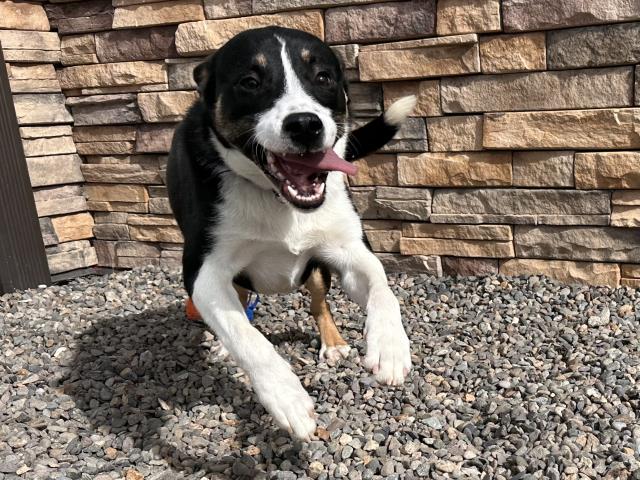 Oreo - Male - Australian Cattle Dog