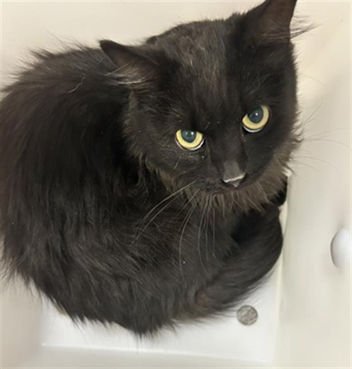  - Unknown - Domestic LH