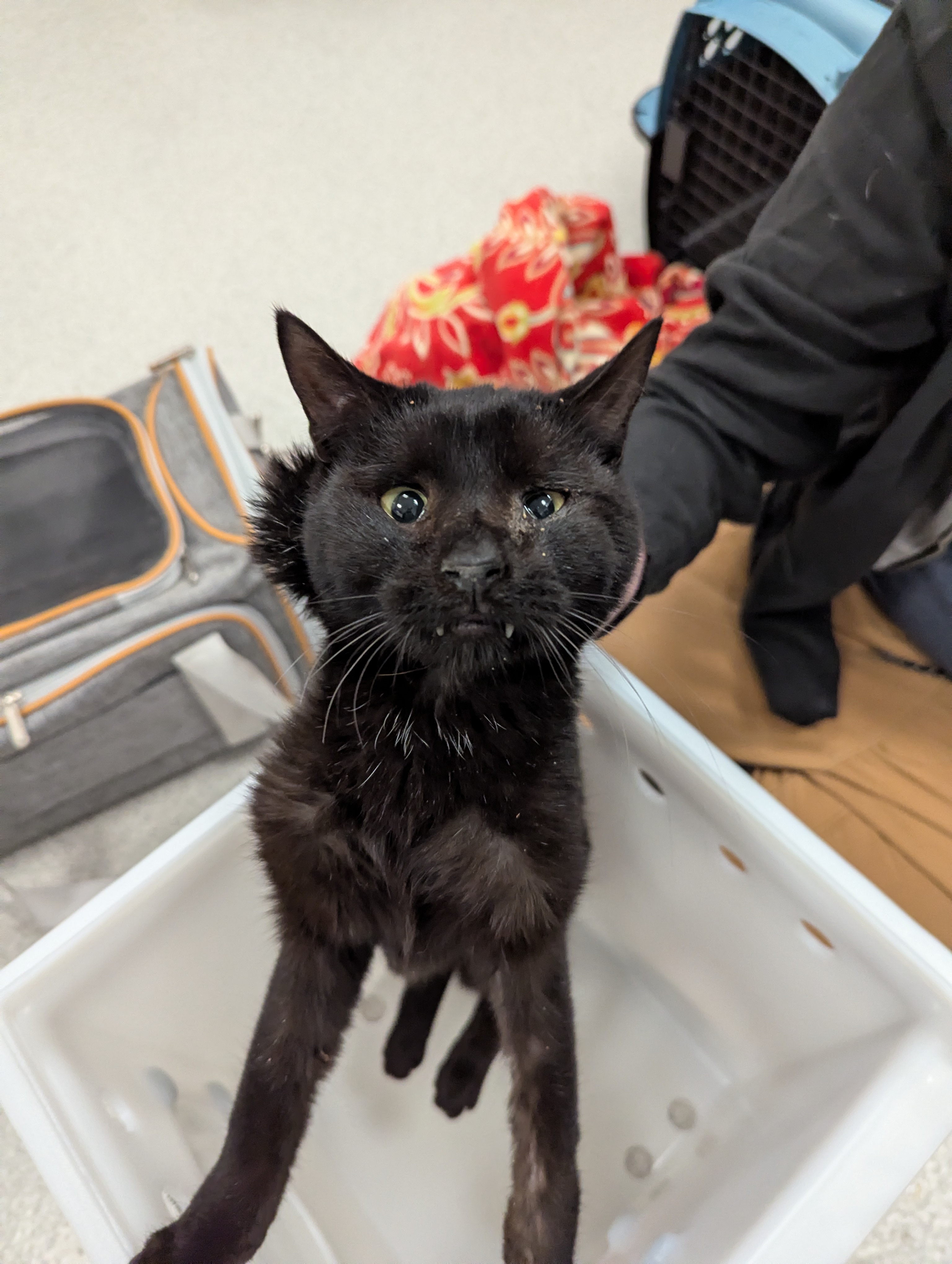  - Unknown - Domestic SH