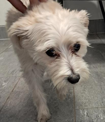  - Female - Terrier-Mix