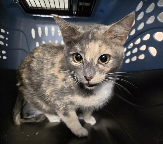  - Female - Domestic SH