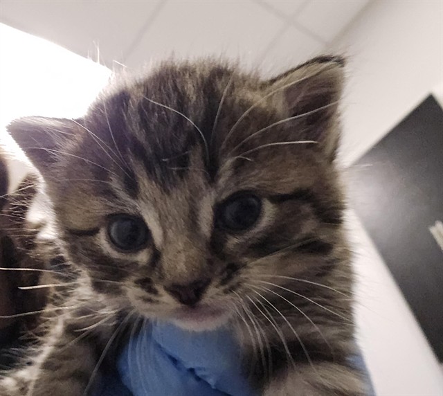  - Male - Domestic SH