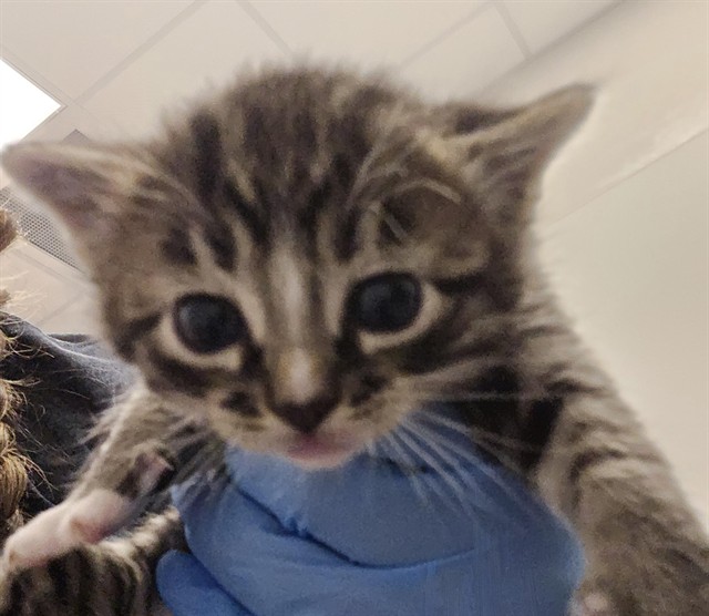  - Male - Domestic SH