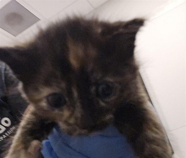  - Female - Domestic SH