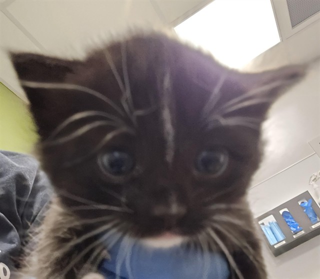  - Female - Domestic SH