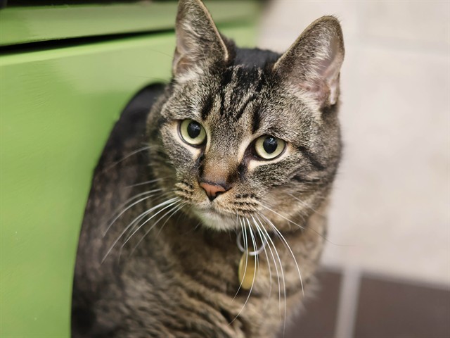 Cougar - Male - Domestic SH