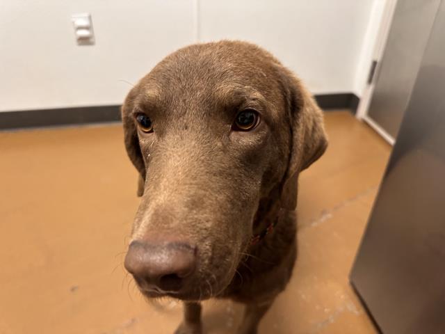  - Female - Chesapeke Bay Retriever