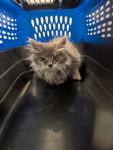  - Male - Domestic LH