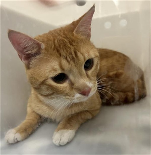  - Unknown - Domestic SH