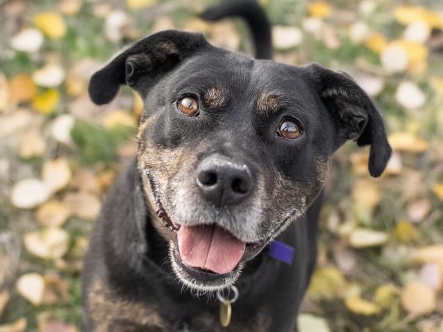 Captain - Male - Nonspecific