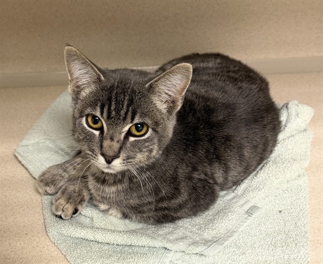  - Male - Domestic SH