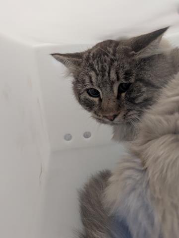  - Unknown - Domestic LH