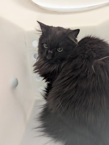  - Unknown - Domestic MH