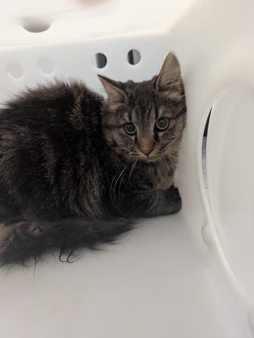  - Unknown - Domestic MH