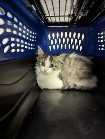  - Female - Domestic MH