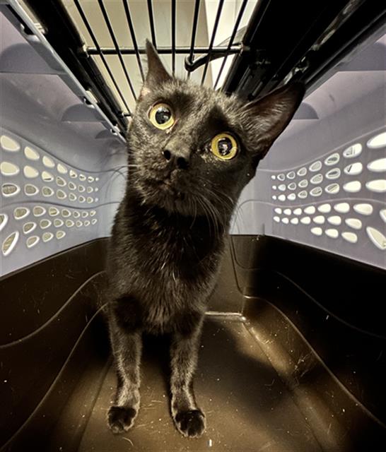  - Unknown - Domestic SH