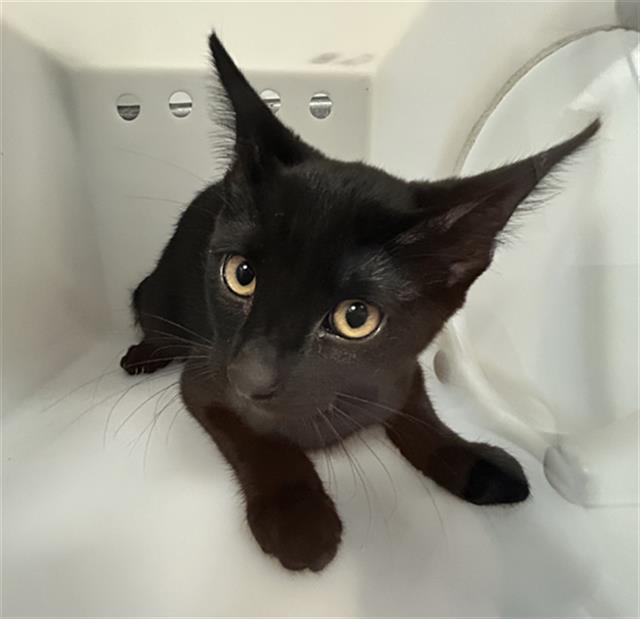  - Unknown - Domestic SH