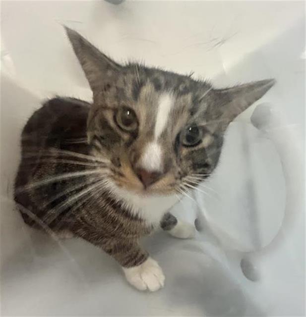  - Unknown - Domestic SH