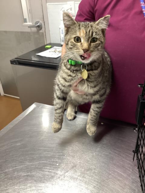  - Female - Domestic SH