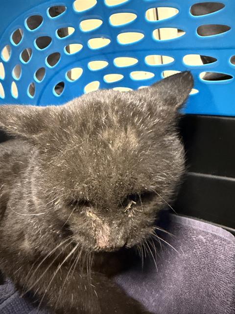  - Male - Domestic SH