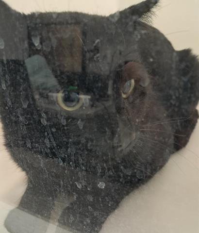  - Unknown - Domestic LH