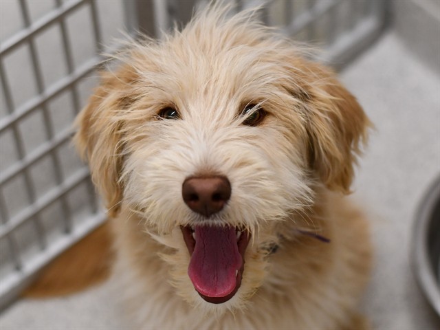 Diamond - Male - Labrador Retriever-Standard Poodle