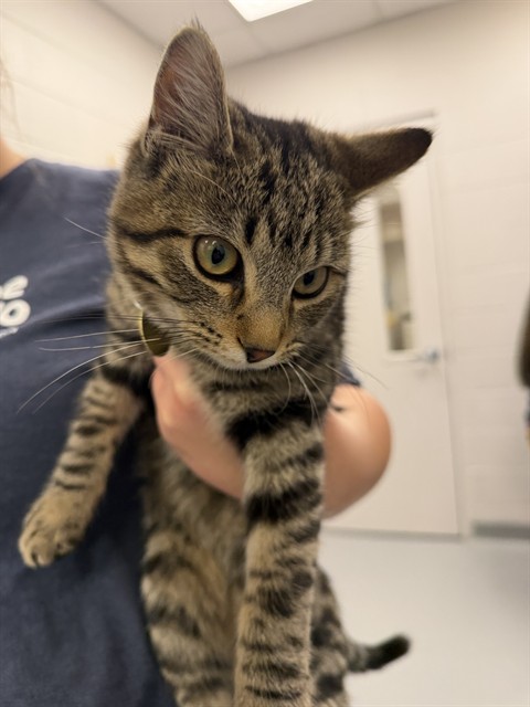  - Female - Domestic SH