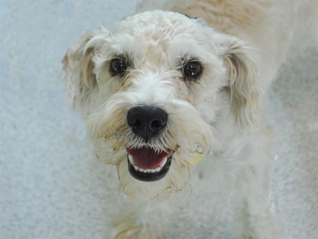 Marty - Male - Miniature Schnauzer-Mix
