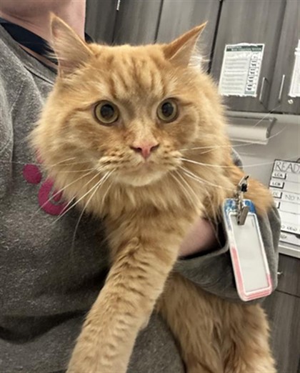  - Male - Domestic LH