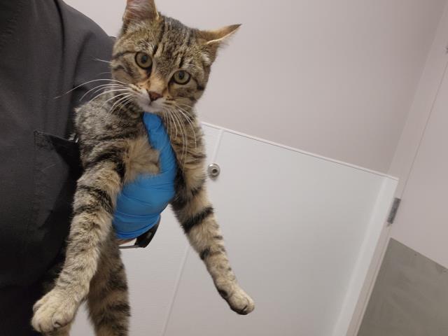 Jessica - Female - Manx