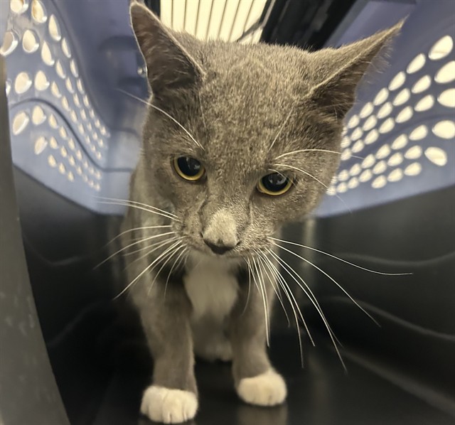  - Male - Domestic SH