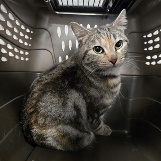  - Unknown - Domestic SH