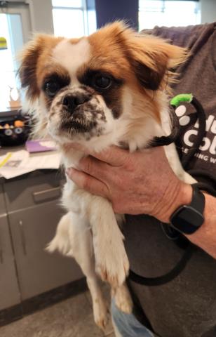  - Male - Pekingese