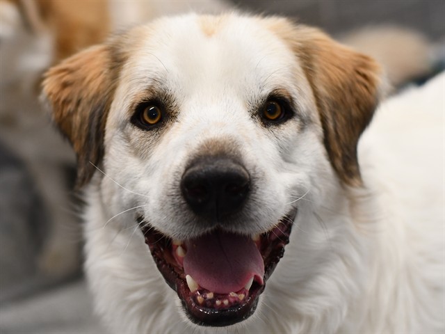 Marley - Male - Great Pyrenees