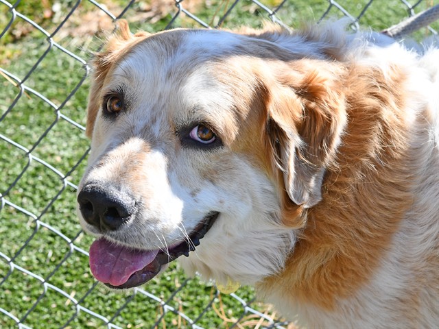 Zoli - Female - Great Pyrenees