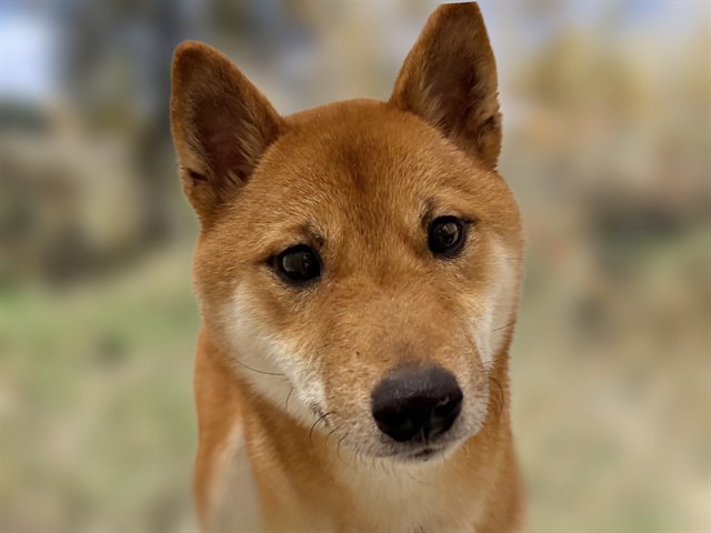 Nico - Male - Shiba Inu