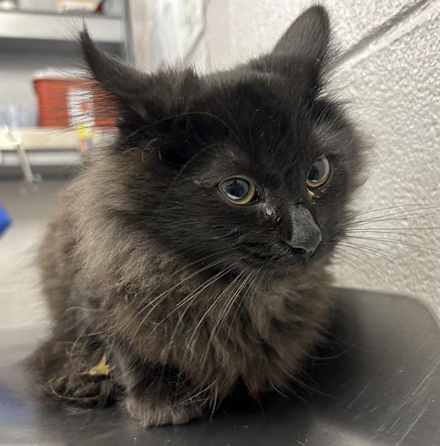  - Male - Domestic LH